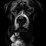 dog, portrait, black_and_white, close_up, animal, pet, canine, face, fur, eyes, nose, whiskers, texture, studio, dark_background, monochrome, expression, muzzle, head, alert