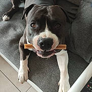 Roky a rejoint le concours — aidez-le/la à gagner de superbes lots ! animal, black_and_white, canine, chew_stick, companion, cute, dog, domestic, floor, furniture, indoor, living_room, looking_up, paw, pet, playful, relaxed, resting, sofa, tile