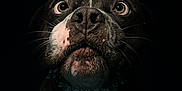 Roky a rejoint le concours — aidez-le/la à gagner de superbes lots ! dog, underwater, bone, bubbles, black_background, wide_eyes, focused, pet, animal, close_up, snout, whiskers, curious, black_and_white, water, submerged, mouth_closed, alert, portrait, waiting