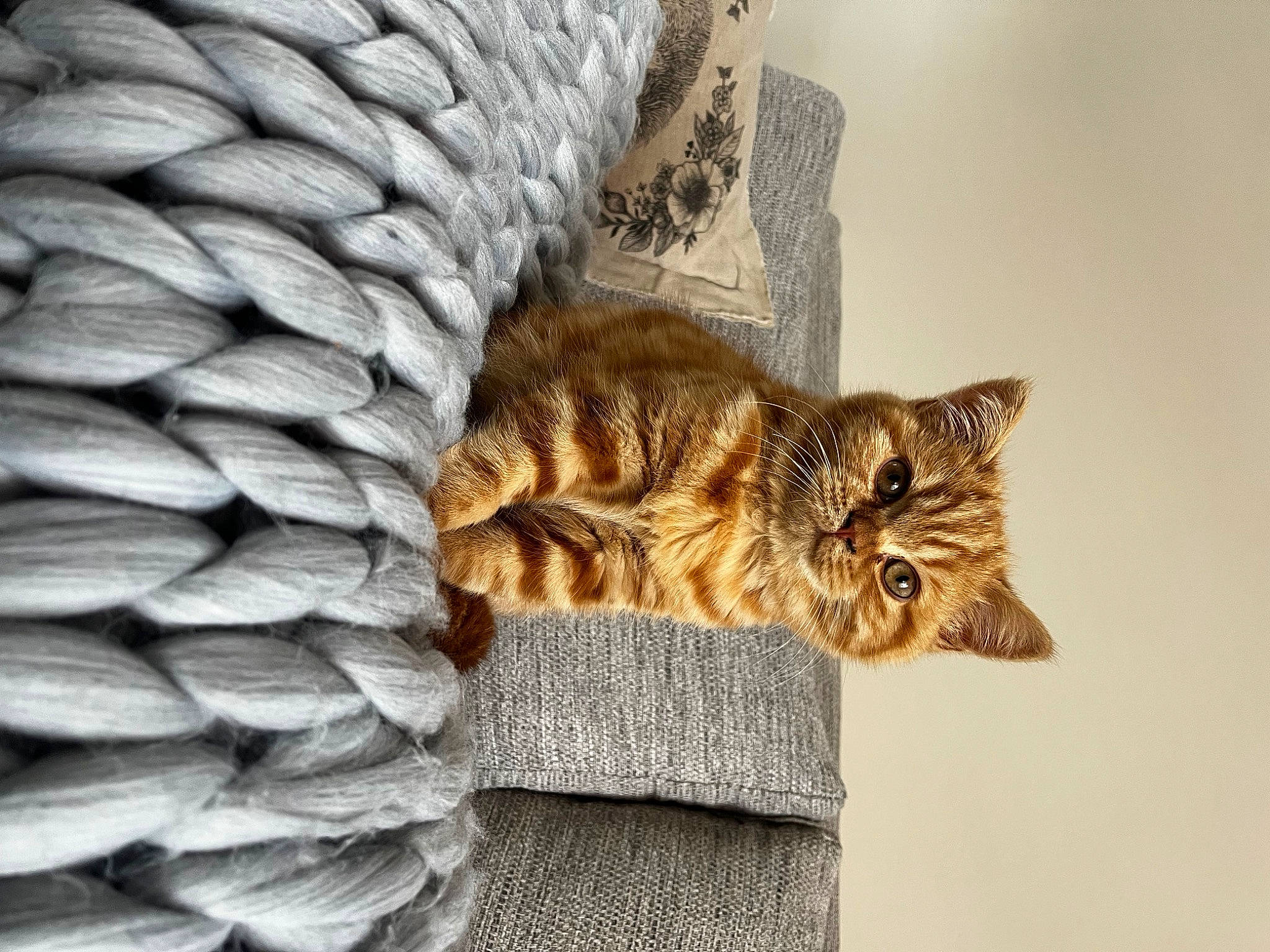 Merry is registered to the contest to win money with this photo: carnivore, cat, comfort, domestic_short_haired_cat, fawn, felidae, fur, linens, pattern, paw, rectangle, small_to_medium_sized_cats, snout, tail, terrestrial_animal, thread, tree, whiskers, window, wood