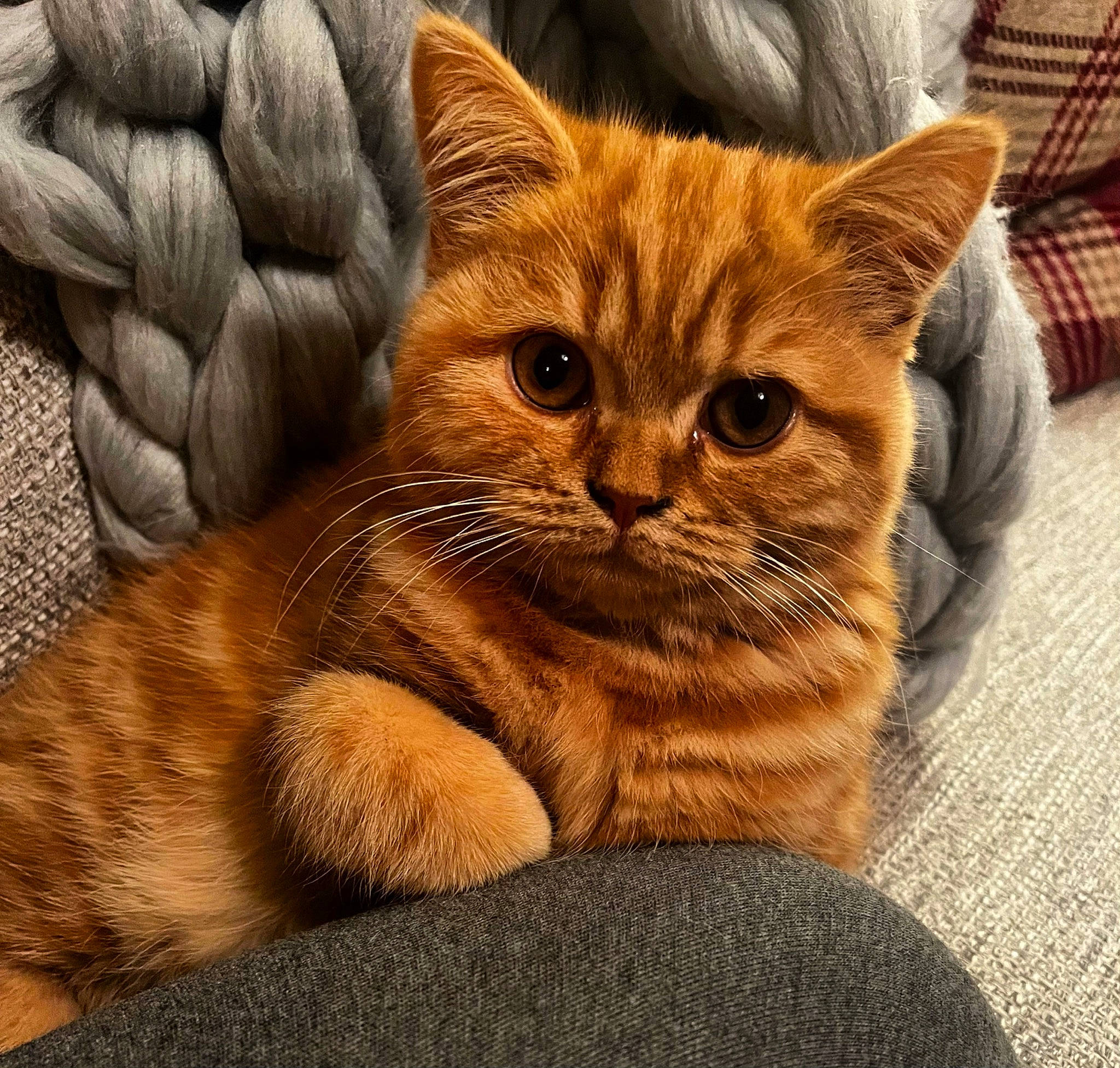 Merry is registered to the contest to win money with this photo: carnivore, cat, claw, comfort, domestic_short_haired_cat, fawn, felidae, fur, gesture, pattern, paw, plaid, small_to_medium_sized_cats, snout, tail, tartan, terrestrial_animal, whiskers