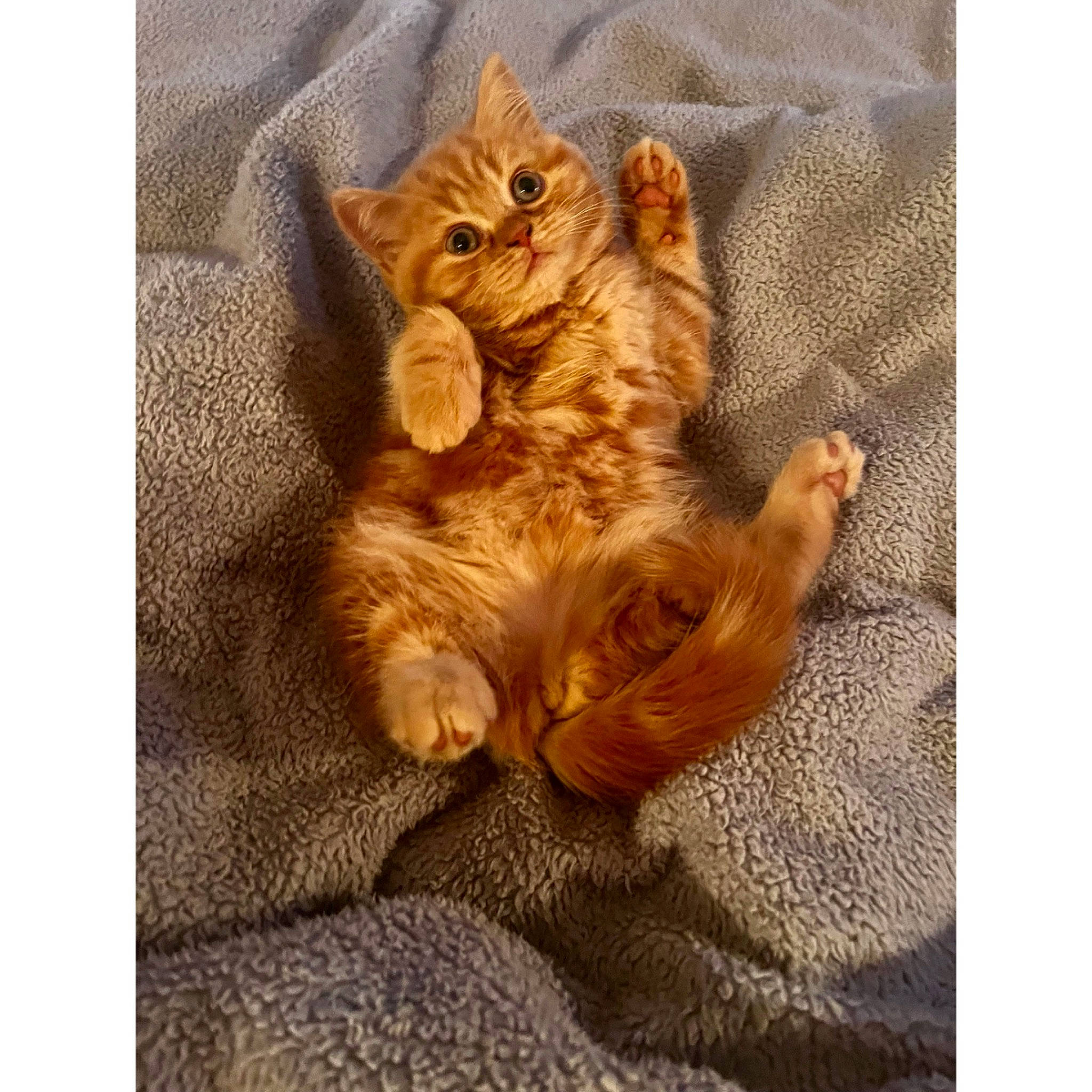 Merry is registered to the contest to win money with this photo: carnivore, cat, claw, comfort, domestic_short_haired_cat, eye, fawn, felidae, foot, fur, paw, photo_caption, sitting, small_to_medium_sized_cats, snout, tail, whiskers