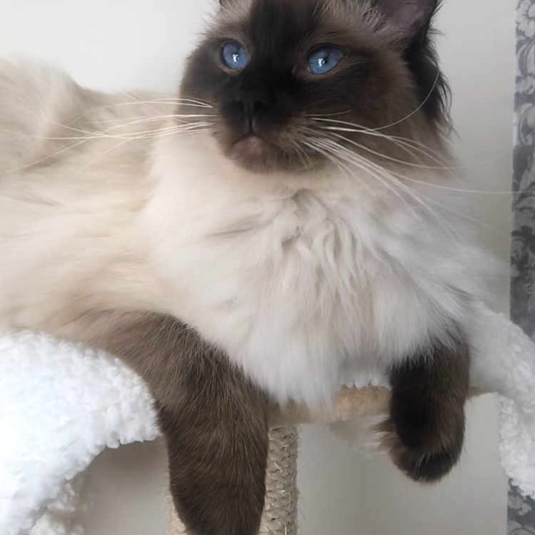 Martha