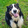 Magnum participe au concours pour gagner de l'argent avec cette photo : dog, happy, smiling, tongue_out, grass, outdoor, pet, black_and_white, muddy, fur, cute, animal, canine, nature, playful, friendly, tongue, looking_up, wet_fur, sitting