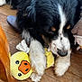 Magnum participe au concours pour gagner de l'argent avec cette photo : dog, toy, stuffed_animal, yellow, duck, wooden_floor, pet, fur, black_and_white, paw, resting, indoor, cute, animal, domestic, closeup, playful, cozy, sleepy, companion