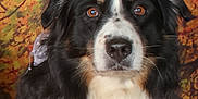 Magnum a rejoint le concours — aidez-le/la à gagner de superbes lots ! dog, bernese_mountain_dog, autumn, fall_leaves, portrait, animal, pet, fur, brown_eyes, outdoor_background, nature, seasonal, closeup, canine, fluffy, white_fur, black_fur, brown_fur, adorable, looking_at_camera