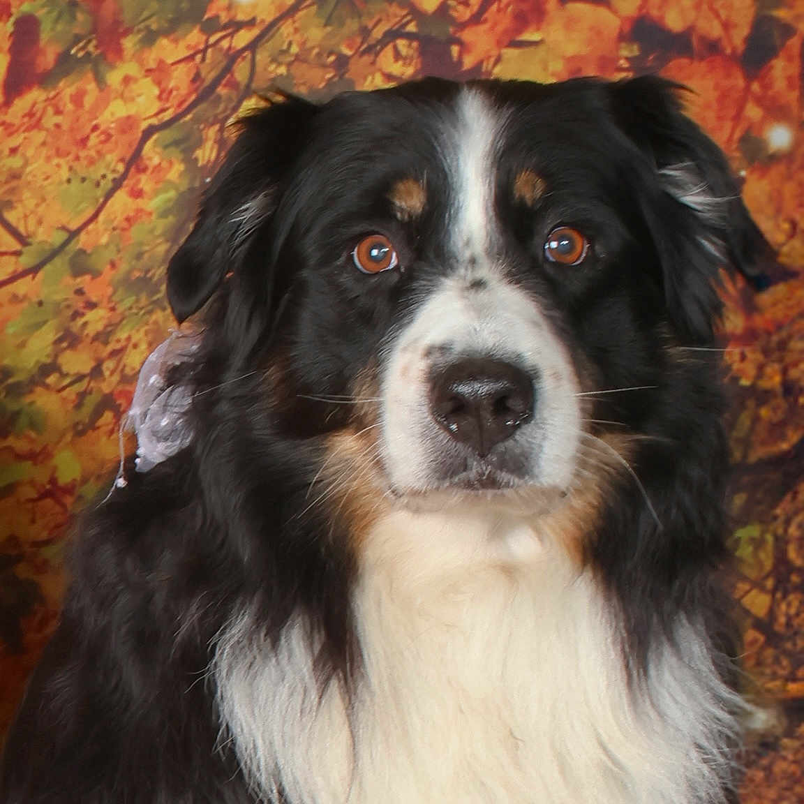 Magnum a rejoint le concours — aidez-le/la à gagner de superbes lots ! dog, bernese_mountain_dog, autumn, fall_leaves, portrait, animal, pet, fur, brown_eyes, outdoor_background, nature, seasonal, closeup, canine, fluffy, white_fur, black_fur, brown_fur, adorable, looking_at_camera