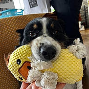 Magnum participe au concours pour gagner de l'argent avec cette photo : dog, toy, yellow, hand, indoor, pet, animal, playful, closeup, face, black_and_white, nose, rope, furniture, person, clothing, floor, background, living_room, cute