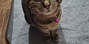 Octavia participe au concours pour gagner de l'argent avec cette photo : abyssinian, accessories, animal, cat, egyptiancat, furniture, hardwood, homedecor, indoors, interiordesign, kitten, manx, mat, pet, plywood, rug, slate, strap, table, wood