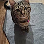 abyssinian, accessories, animal, cat, egyptiancat, furniture, hardwood, homedecor, indoors, interiordesign, kitten, manx, mat, pet, plywood, rug, slate, strap, table, wood