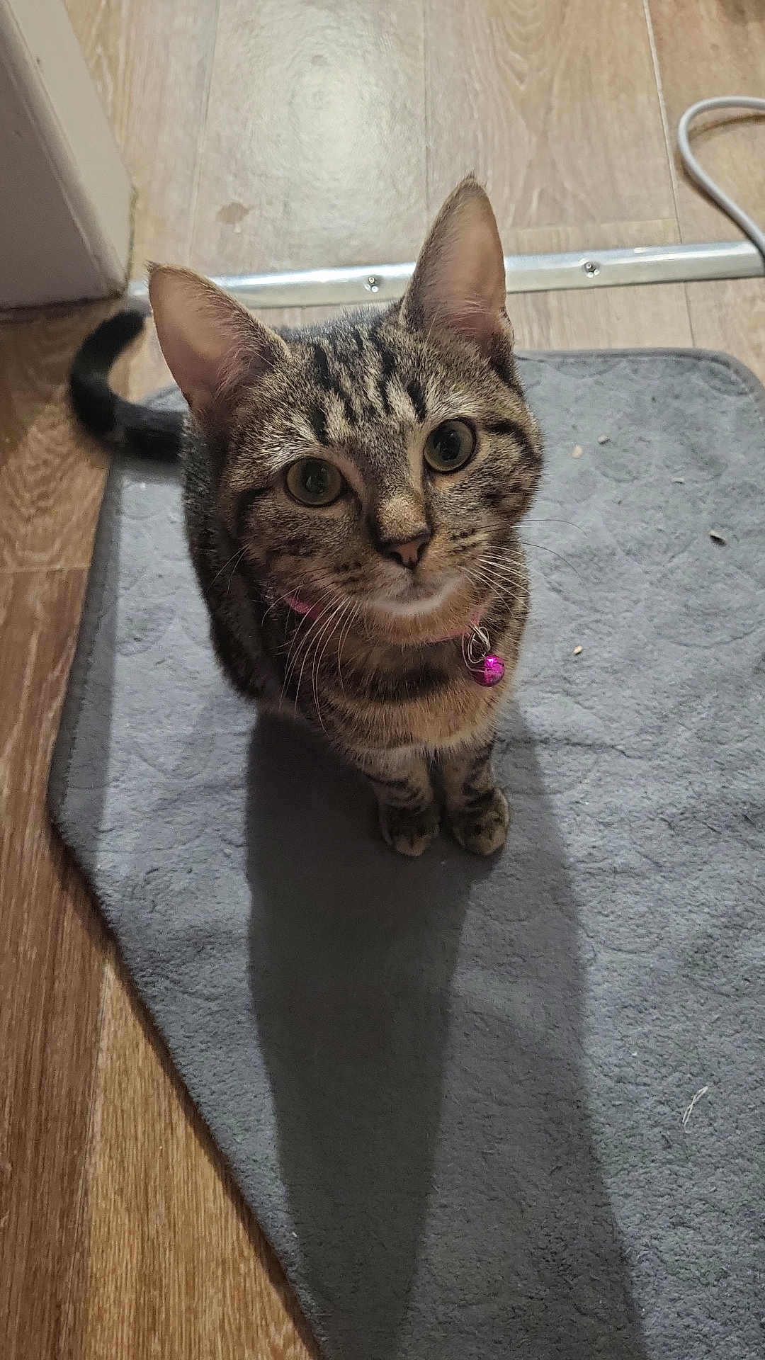 Octavia participe au concours pour gagner de l'argent avec cette photo : abyssinian, accessories, animal, cat, egyptiancat, furniture, hardwood, homedecor, indoors, interiordesign, kitten, manx, mat, pet, plywood, rug, slate, strap, table, wood