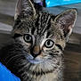 Octavia a rejoint le concours — aidez-le/la à gagner de superbes lots ! abyssinian, animal, cat, kitten, manx, pet, siamese