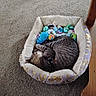 animal, black_coll ar, carpet, cat, cat_toys, collar, cozy, curled_up, home, indoor, pet, pet_bed, plush_bed, relaxed, resting, sleeping, stuffed_toys, tabby_cat, top_view, wooden_furniture