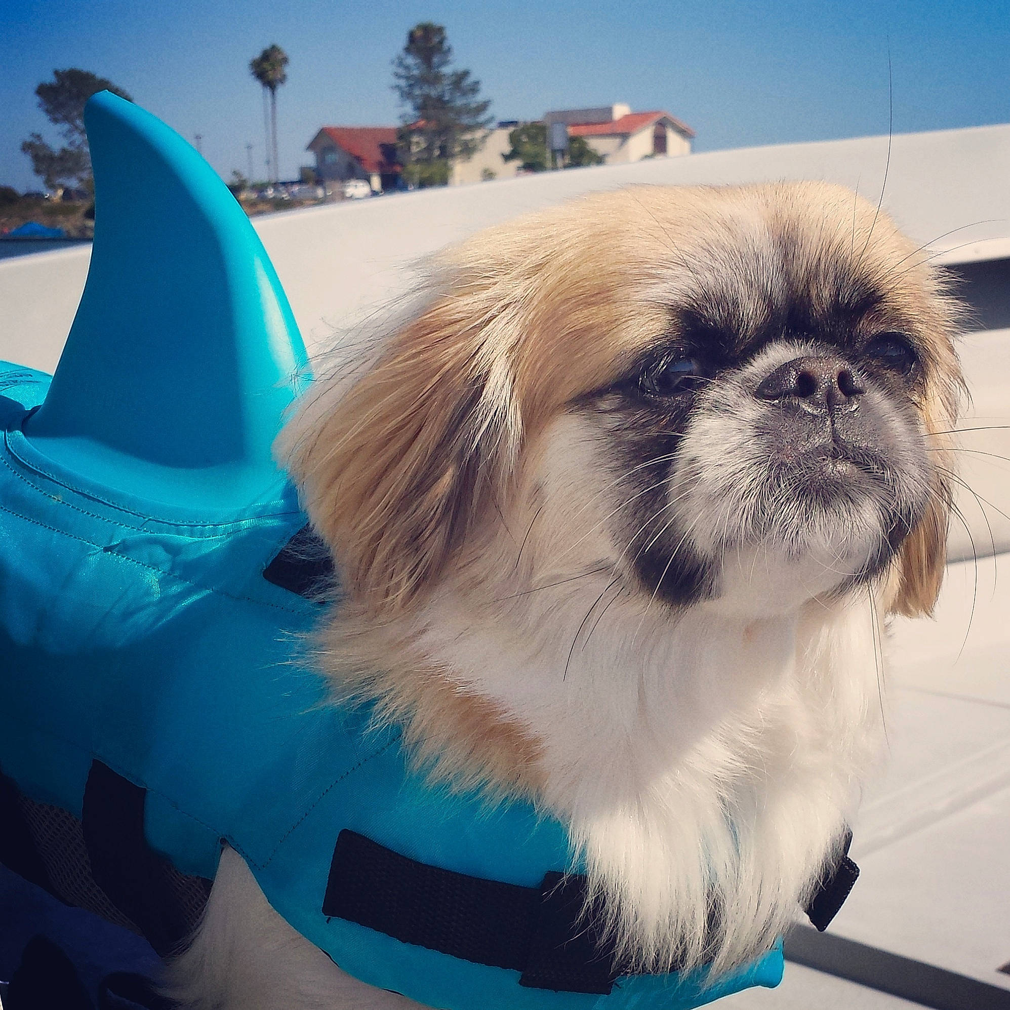 Hazel joined the competition — help win amazing prizes! blue, canidae, carnivore, companion_dog, dog, dog_breed, dog_supply, electric_blue, fawn, fur, hood, liver, pet_supply, shih_tzu, sky, snout, sporting_group, tail, toy_dog, tree