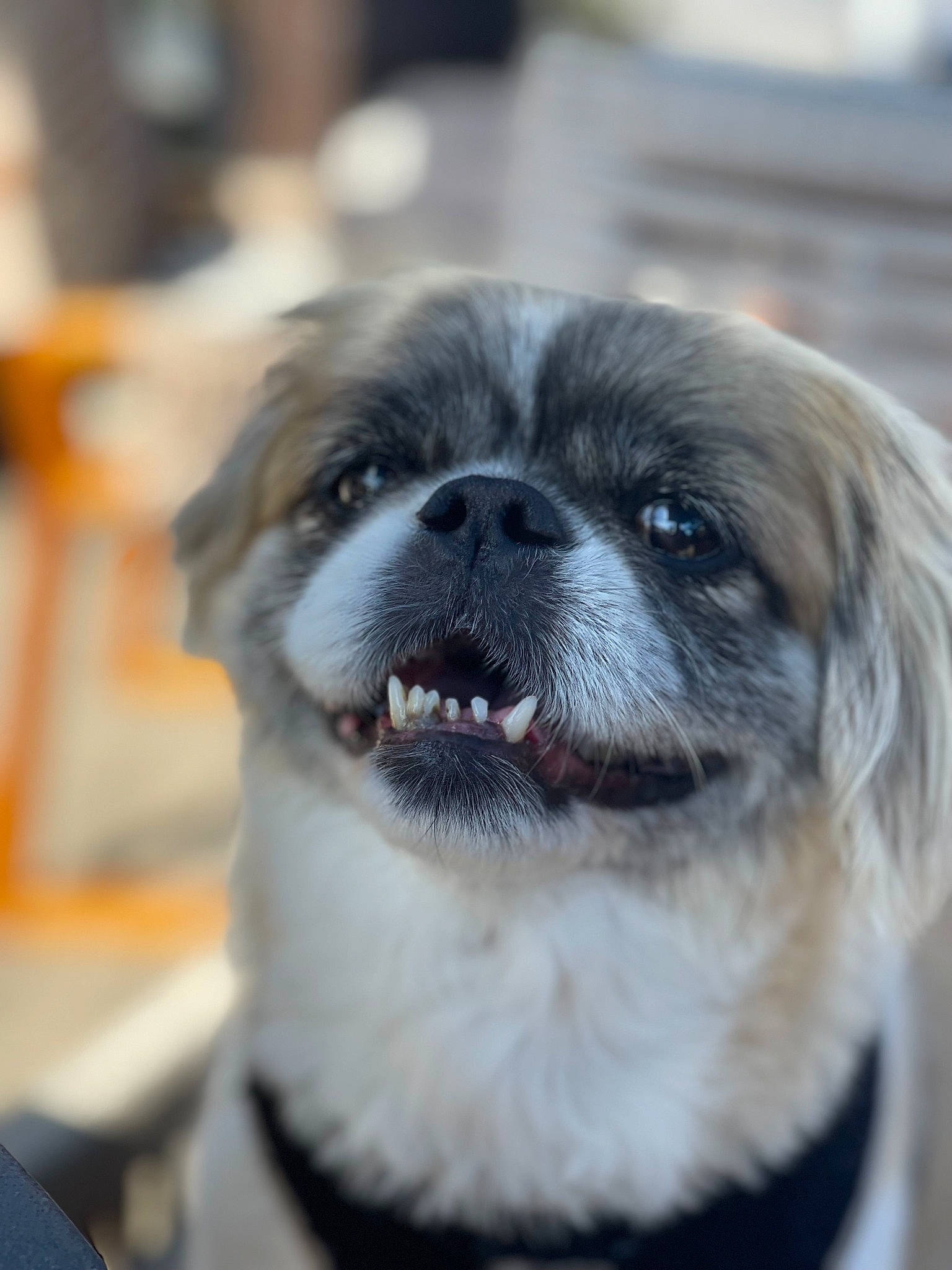 Hazel joined the competition — help win amazing prizes! ancient_dog_breeds, canidae, carnivore, companion_dog, dog, dog_breed, fawn, fur, non_sporting_group, snout, sporting_group, terrestrial_animal, toy_dog, whiskers, working_animal, wrinkle