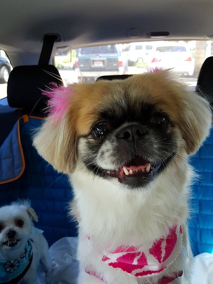 Hazel is registered to the contest to win money with this photo: canidae, carnivore, collar, companion_dog, dog, dog_breed, dog_clothes, dog_collar, dog_supply, fashion_accessory, fawn, fur, leash, liver, pet_supply, snout, sporting_group, toy_dog, whiskers, working_animal