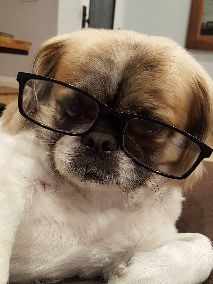 Hazel joined the competition — help win amazing prizes! carnivore, collar, companion_dog, dog, dog_breed, dog_collar, ear, eyewear, fawn, glasses, mammal, nose, pet_supply, picture_frame, snout, vertebrate, vision_care, whiskers, working_animal, wrinkle