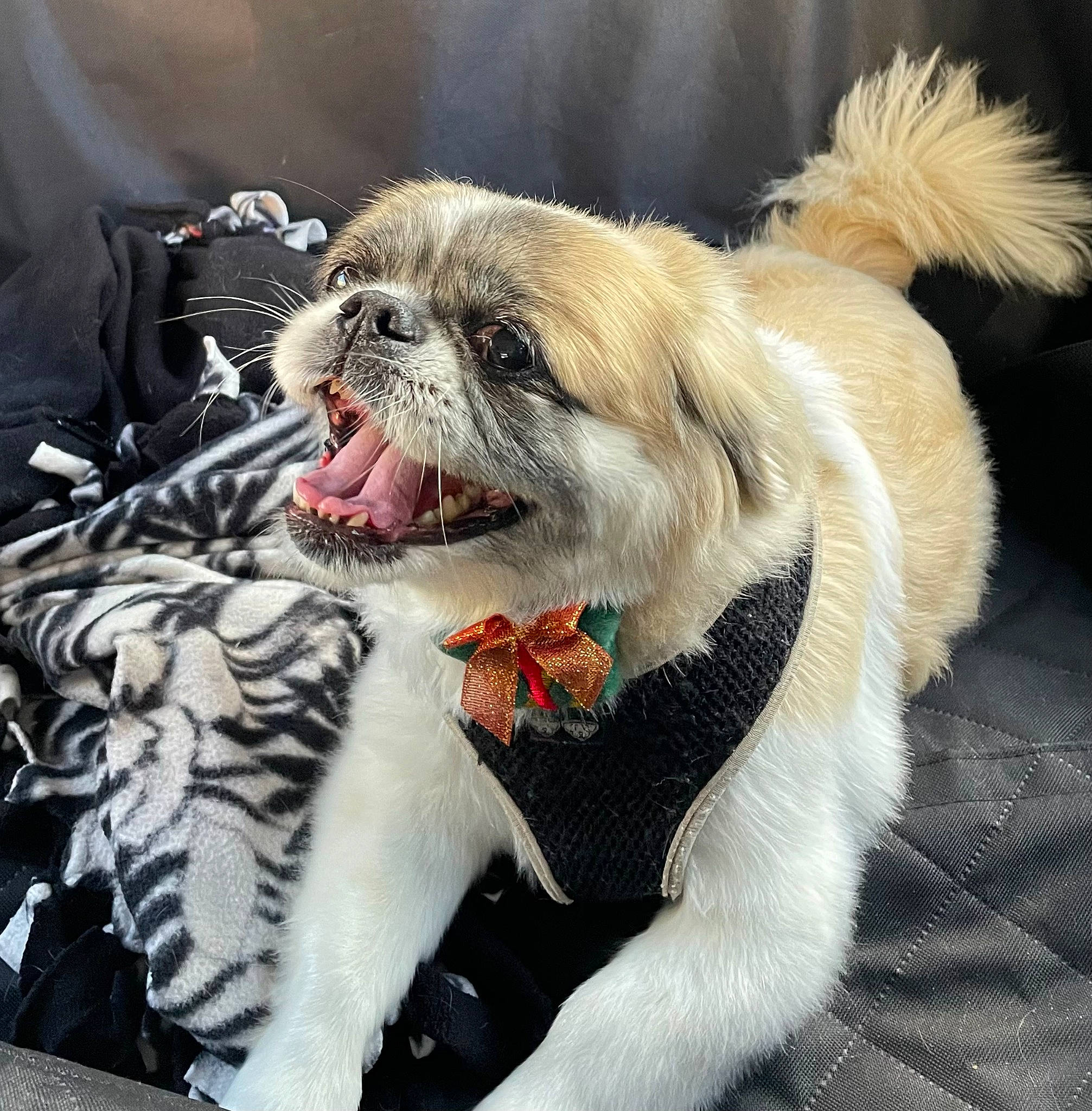 Hazel joined the competition — help win amazing prizes! canidae, carnivore, collar, companion_dog, dog, dog_breed, dog_collar, dog_supply, fang, fawn, felidae, leash, paw, pet_supply, roar, snout, sporting_group, toy_dog, whiskers, yawn