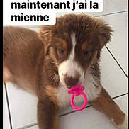 Shanelle a rejoint le concours — aidez-le/la à gagner de superbes lots ! animal, brown, companion, cute, dog, domestic, floor, fur, indoor, lying, muzzle, pacifier, paw, pet, pink, playful, puppy, tile, white, young