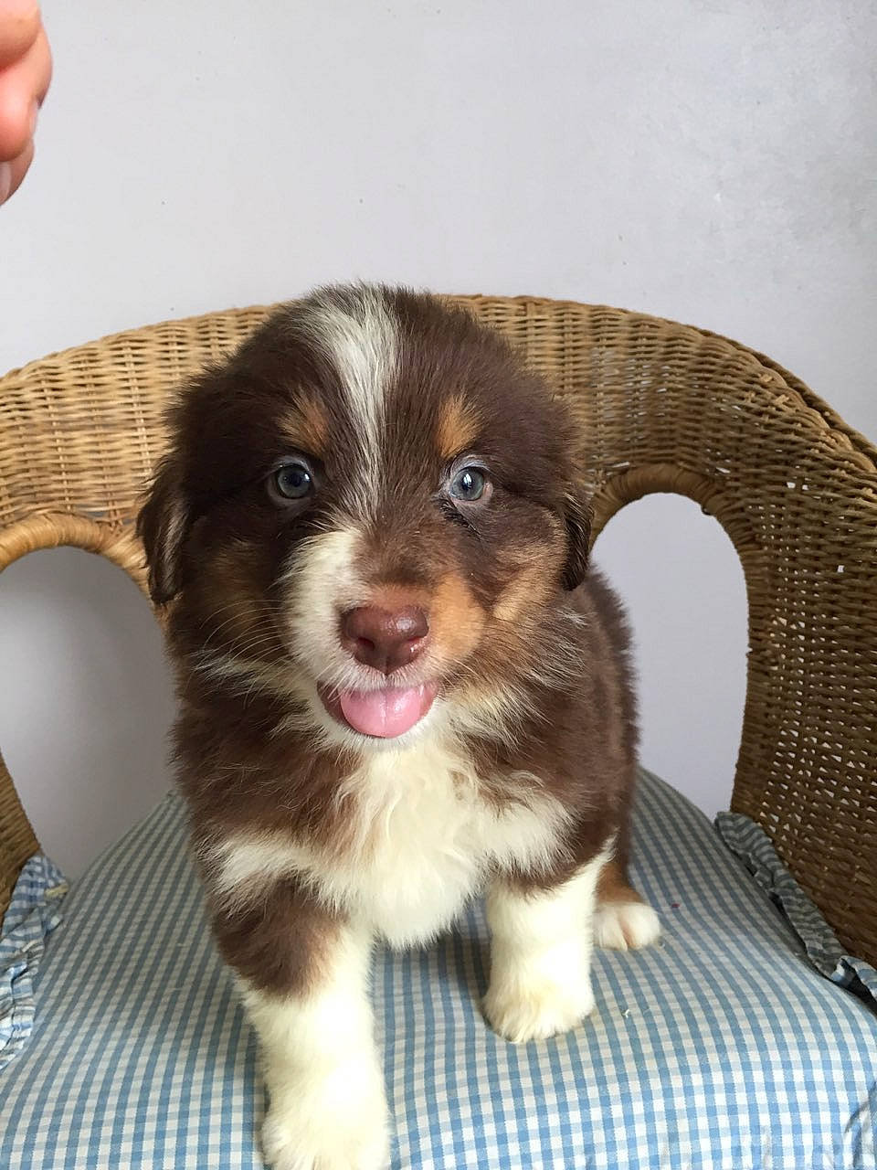 Pinky participe au concours pour gagner de l'argent avec cette photo : australian_shepherd, border_collie, bored, canidae, carnivore, chair, comfort, companion_dog, dog, dog_breed, fur, liver, nail, snout, spaniel, sporting_group, tartan, terrestrial_animal, whiskers, working_animal