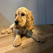 Dugg a rejoint le concours — aidez-le/la à gagner de superbes lots ! dog, puppy, golden_retriever, wooden_floor, indoor, pet, animal, cute, fur, ears, laying_down, young, adorable, canine, mammal, portrait, companion, domestic, resting, soft_light