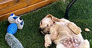 Dugg a rejoint le concours — aidez-le/la à gagner de superbes lots ! puppy, dog, grass, toy, wooden_fence, outdoor, sleeping, pet, animal, playful, relaxed, fur, nature, summer, resting, cute, domestic_animal, canine, sidewalk, metal