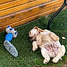 puppy, dog, grass, toy, wooden_fence, outdoor, sleeping, pet, animal, playful, relaxed, fur, nature, summer, resting, cute, domestic_animal, canine, sidewalk, metal
