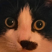 Rio is registered to the contest to win money with this photo: alert, animal, black_and_white, cat, close_up, curious, cute, domestic_cat, expression, eyes, face, feline, fur, indoor, looking, mammal, nose, pet, portrait, whiskers