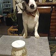 Red participe au concours pour gagner de l'argent avec cette photo : dog, mayonnaise, table, chair, statue, decor, plant, indoor, brown_collar, curious, pet, kitchen, food_container, glass_table, figurine, home, furniture, black_white_brown_dog, plastic_wrap, wooden_furniture