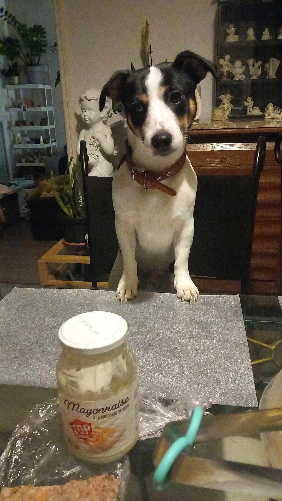 Red participe au concours pour gagner de l'argent avec cette photo : dog, mayonnaise, table, chair, statue, decor, plant, indoor, brown_collar, curious, pet, kitchen, food_container, glass_table, figurine, home, furniture, black_white_brown_dog, plastic_wrap, wooden_furniture