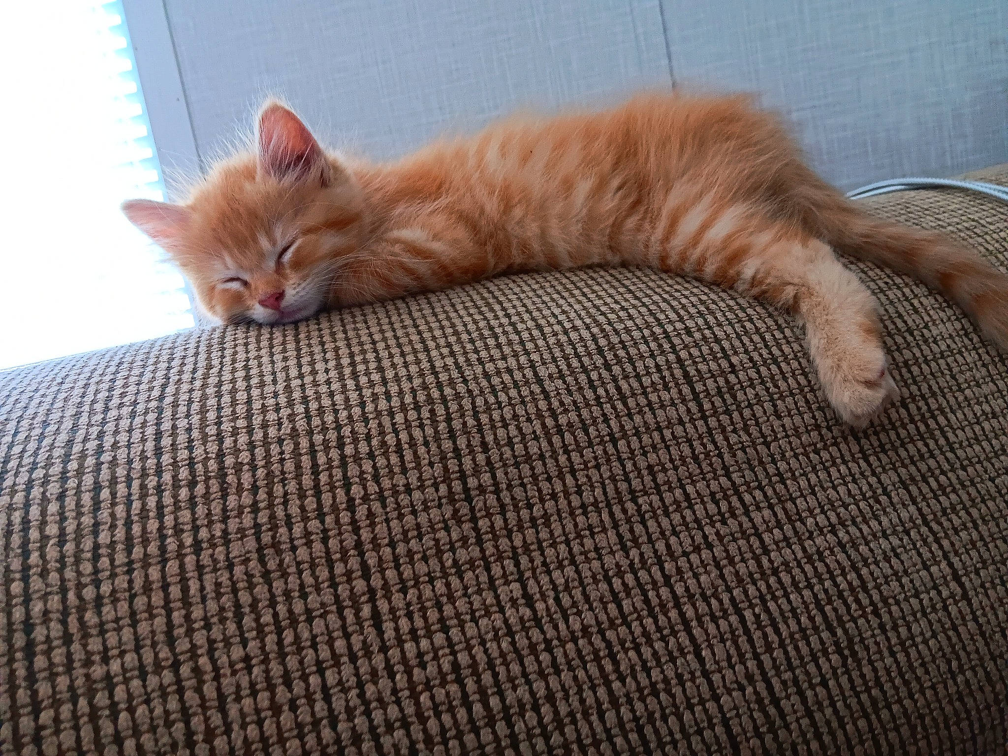 Hazel is registered to the contest to win money with this photo: carnivore, cat, cat_supply, claw, comfort, couch, domestic_short_haired_cat, fawn, felidae, flooring, foot, fur, hardwood, linens, paw, small_to_medium_sized_cats, tail, thread, whiskers, wood