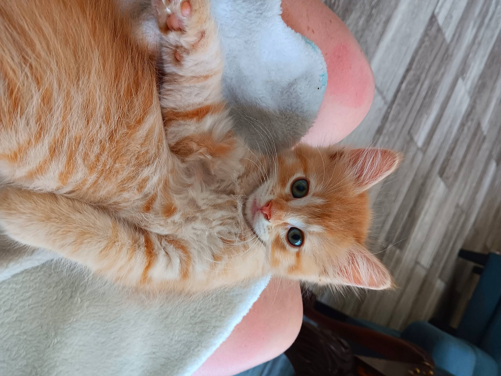 Hazel joined the competition — help win amazing prizes! carnivore, cat, chair, claw, comfort, domestic_short_haired_cat, ear, eye, fawn, felidae, fur, paw, peach, plant, small_to_medium_sized_cats, snout, tail, whiskers, window, wood