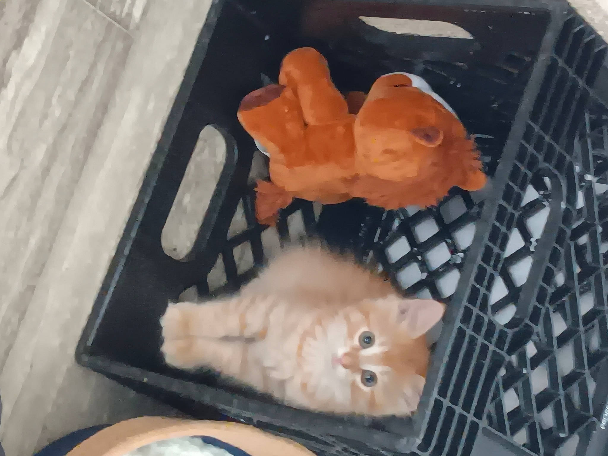 Hazel joined the competition — help win amazing prizes! animal_shelter, canidae, carnivore, cat, claw, comfort, comfort_food, companion_dog, dog_breed, domestic_short_haired_cat, fawn, felidae, flooring, fur, hardwood, paw, small_to_medium_sized_cats, tail, whiskers, wood