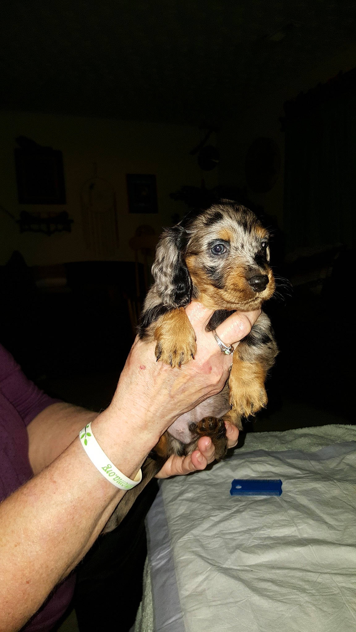 Bruno is registered to the contest to win money with this photo: bolonka, canidae, carnivore, cavachon, cavapoo, cockapoo, dog, dog_breed, maltepoo, mammal, morkie, non_sporting_group, poodle_crossbreed, puppy, schnoodle, sporting_group, toy_poodle, vertebrate, yorkipoo