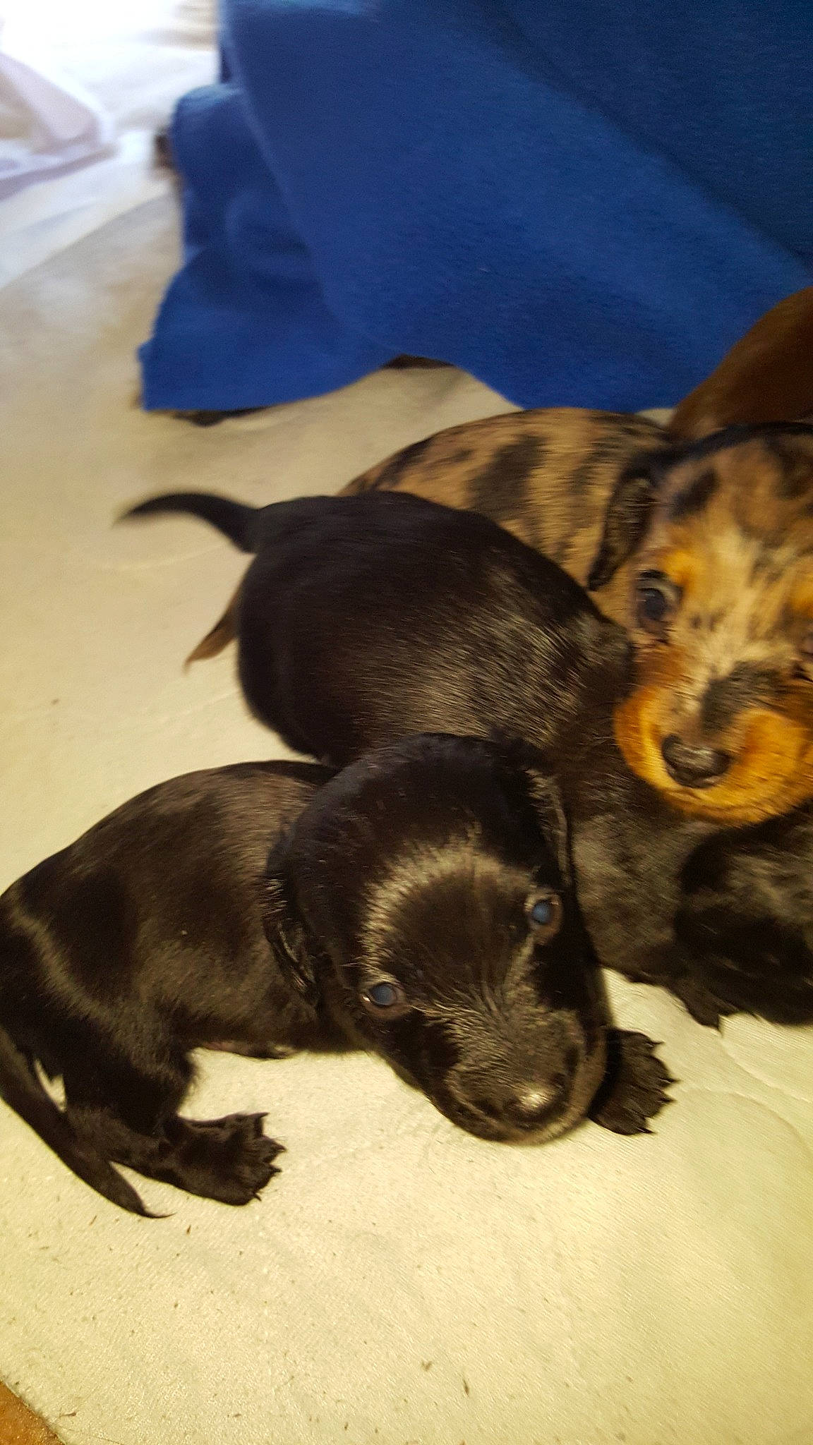 Bruno joined the competition — help win amazing prizes! beagador, canidae, carnivore, companion_dog, dog, dog_breed, mammal, patterdale_terrier, puppy, vertebrate