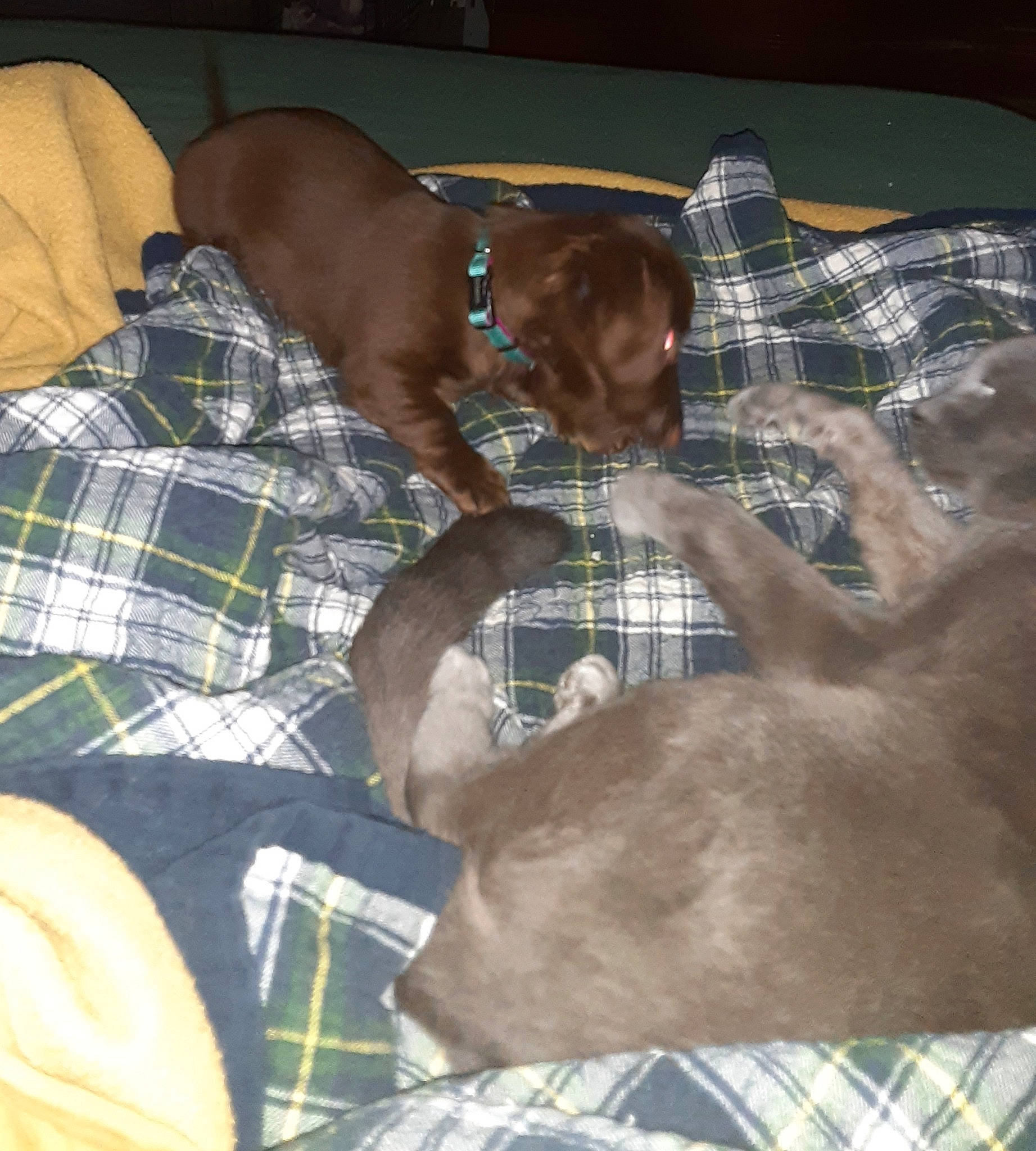 Sadie is registered to the contest to win money with this photo: canidae, carnivore, dog, dog_breed, fawn, pointing_breed, sporting_group, vizsla, weimaraner