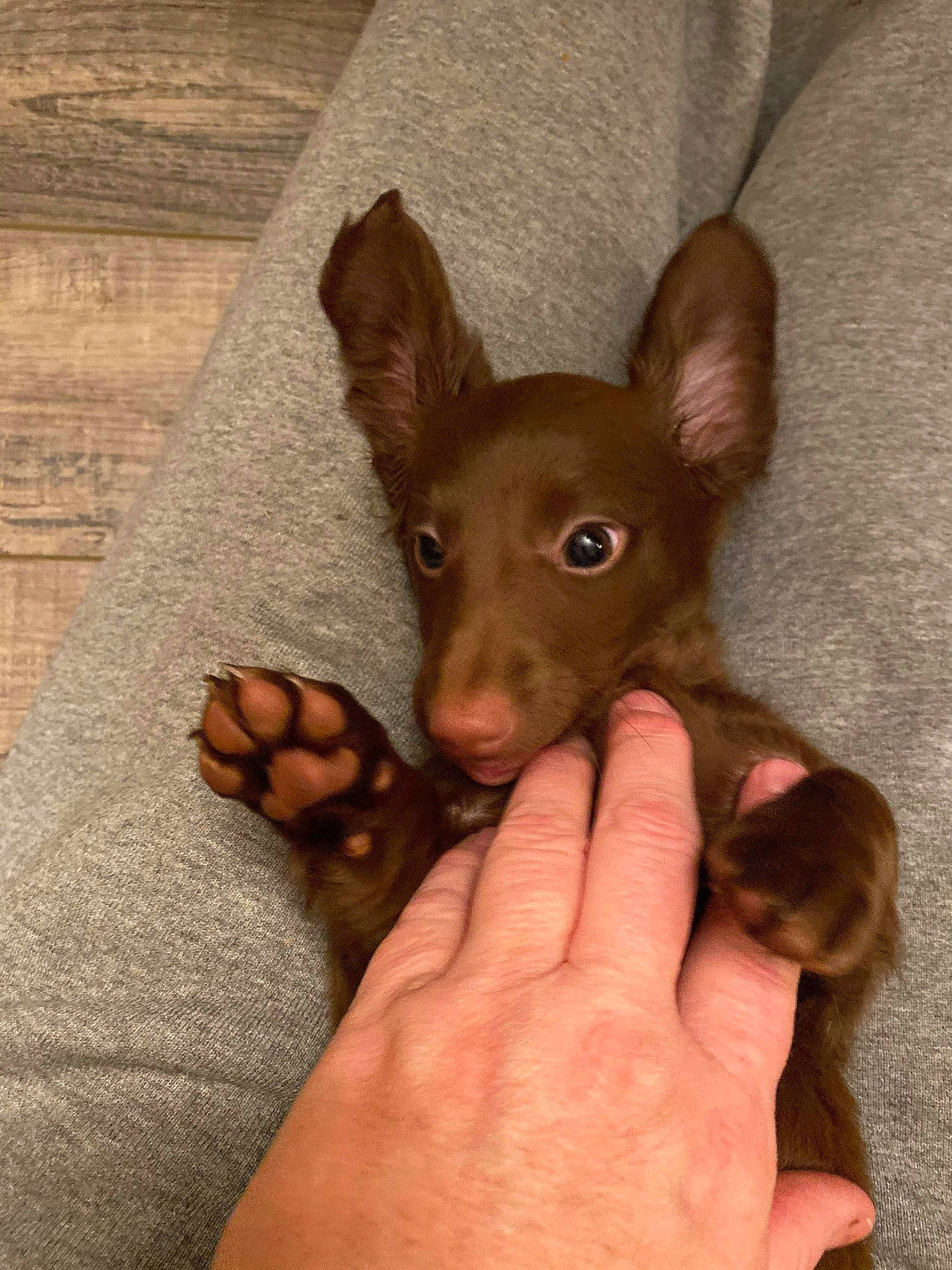 Sadie is registered to the contest to win money with this photo: american_hairless_terrier, canidae, carnivore, dog, dog_breed, ear, english_toy_terrier, fawn, mammal, pharaoh_hound, prazsky_krysarik, puppy, russkiy_toy, snout, toy_dog, vertebrate