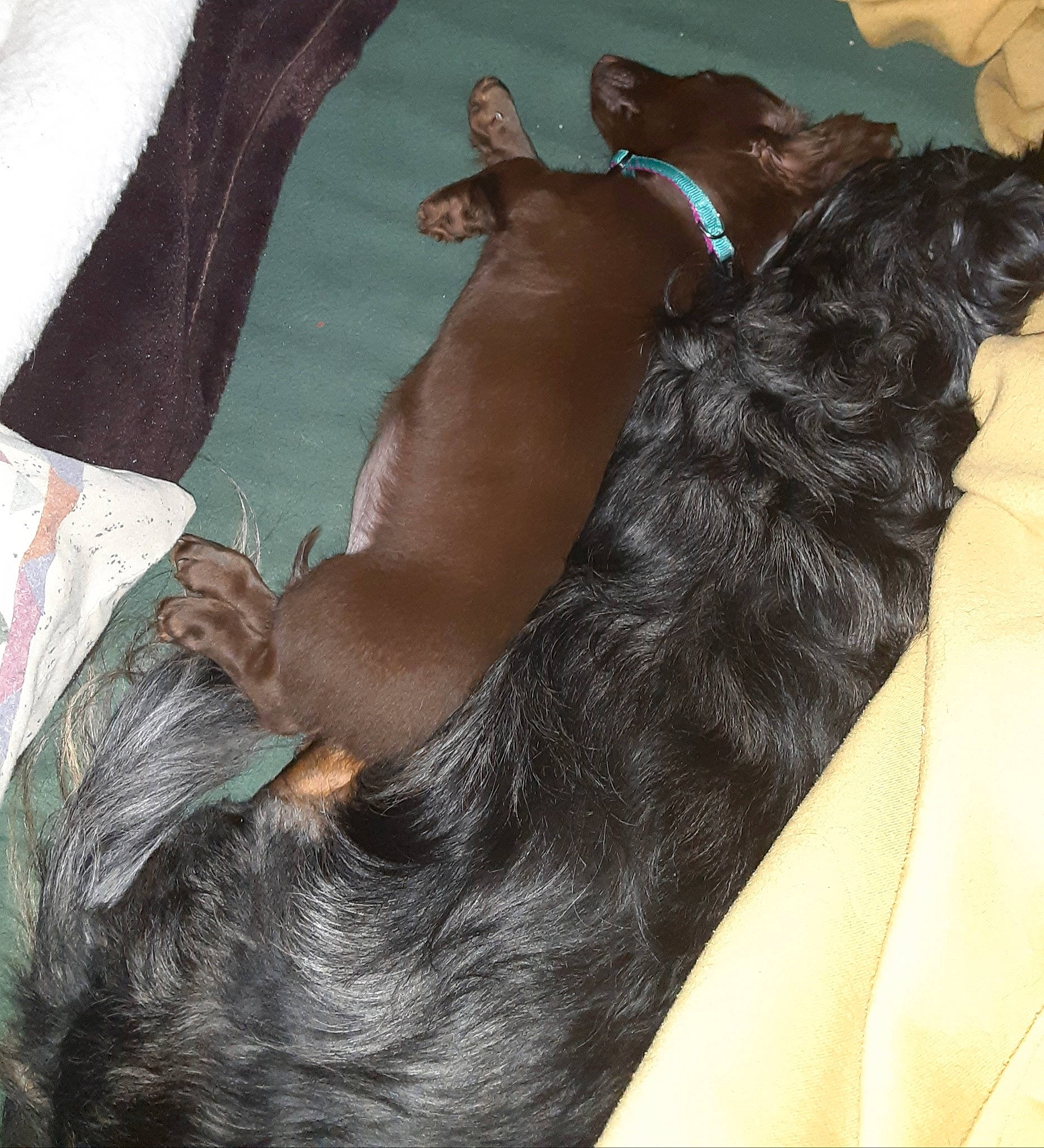 Sadie joined the competition — help win amazing prizes! black_hair, canidae, carnivore, companion_dog, dog, dog_breed, ear, fawn, flat_coated_retriever, liver, long_hair, sporting_group, tail