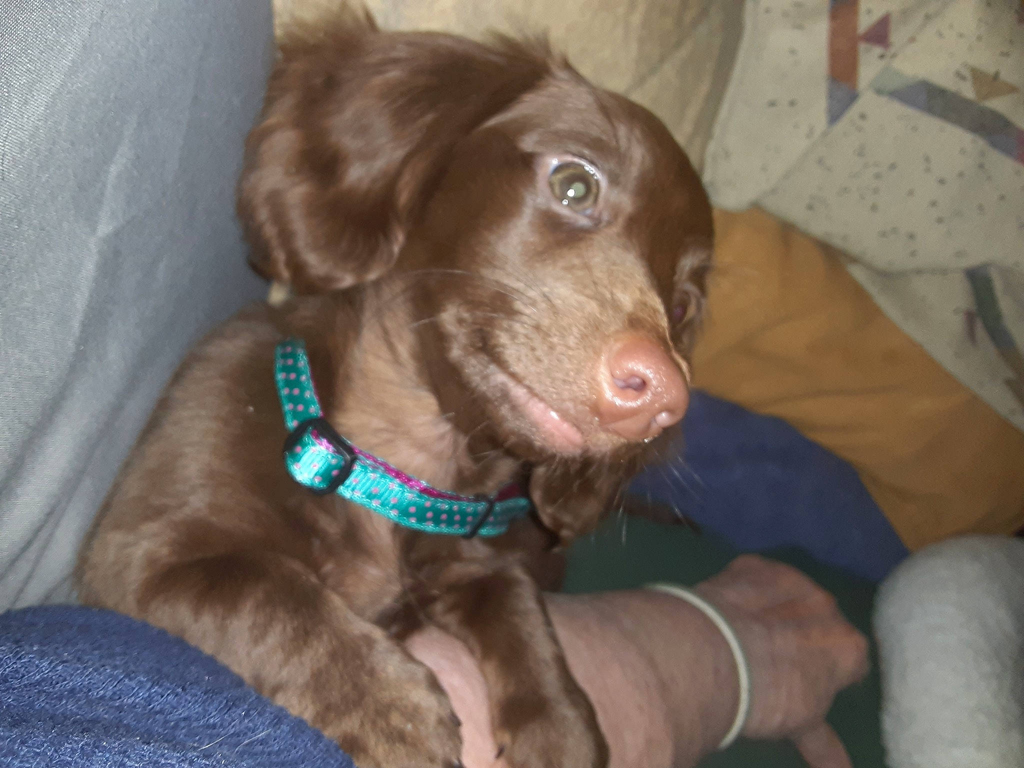 Sadie joined the competition — help win amazing prizes! beagador, boykin_spaniel, canidae, carnivore, chesapeake_bay_retriever, dog, dog_breed, dog_collar, ear, fawn, labrador_retriever, liver, mammal, pointing_breed, puppy, retriever, snout, spaniel, sporting_group