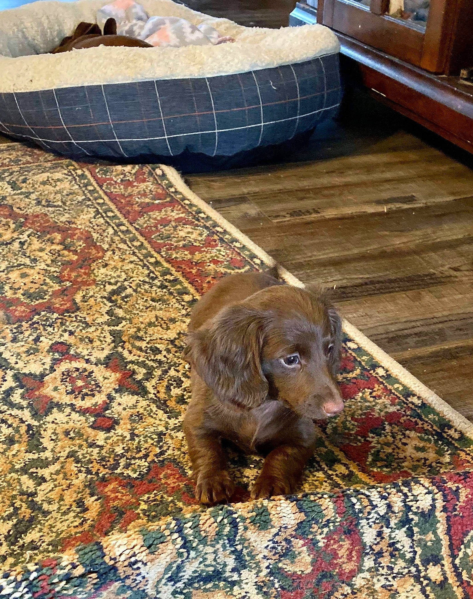 Sadie is registered to the contest to win money with this photo: canidae, carnivore, companion_dog, dachshund, dog, dog_breed, fawn, floor, flooring, fur, liver, mammal, puppy, spaniel, sporting_group