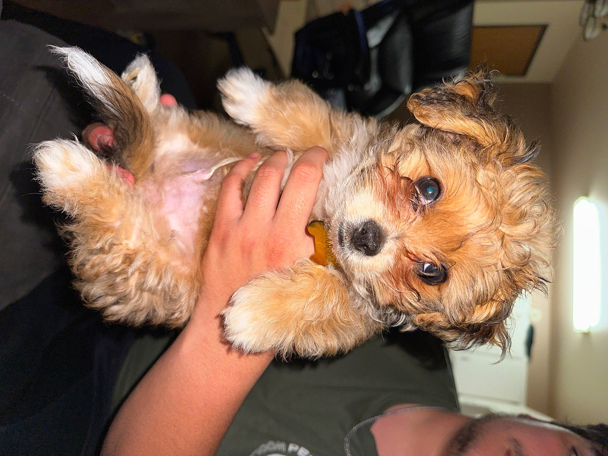 Chorizo is registered to the contest to win money with this photo: carnivore, companion_dog, dog, dog_breed, dog_clothes, fawn, fur, hat, maltepoo, paw, puppy_love, small_terrier, snout, sporting_group, terrier, toy_dog, welsh_terrier, whiskers, yorkipoo, yorkshire_terrier