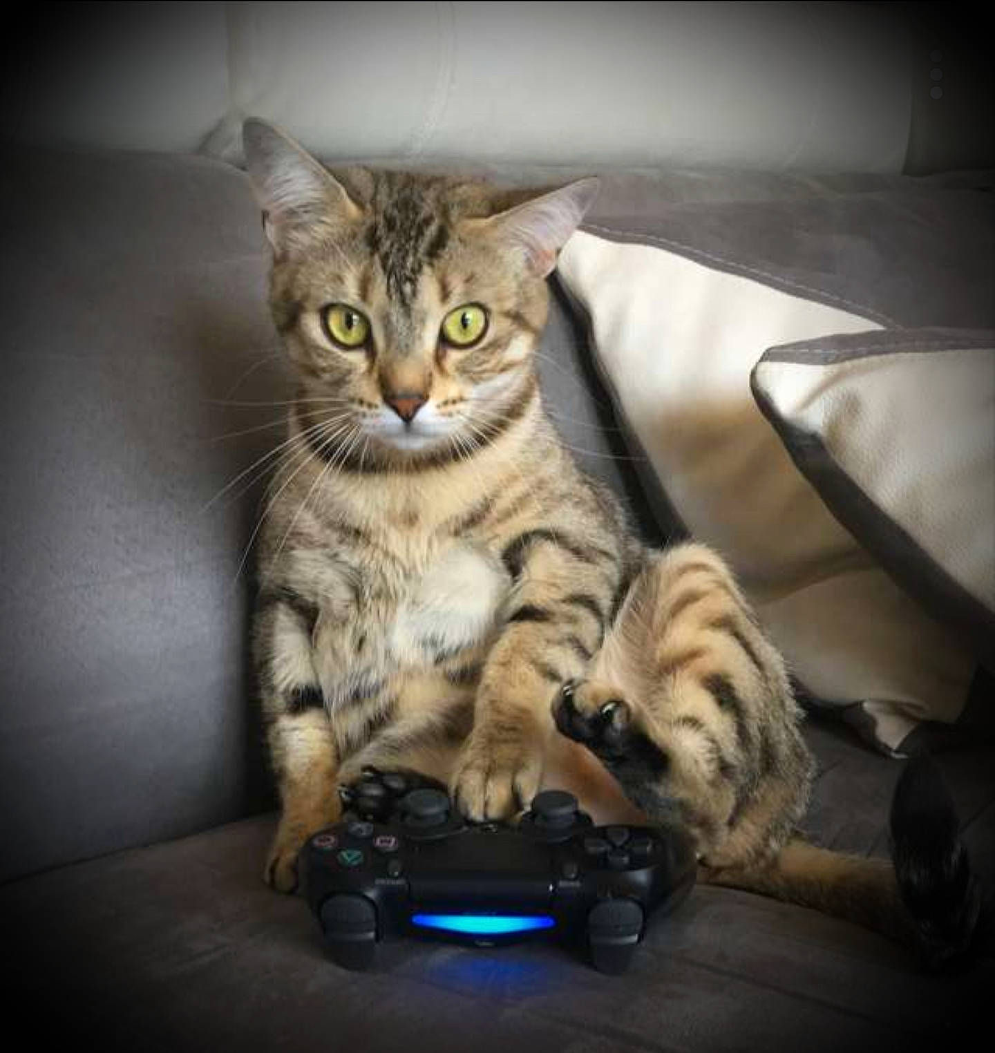 Olly participe au concours pour gagner de l'argent avec cette photo : american_shorthair, asian, bengal, california_spangled, carnivore, cat, domestic_short_haired_cat, dragon_li, european_shorthair, felidae, kitten, ocicat, pixie_bob, small_to_medium_sized_cats, tabby_cat, toyger, whiskers