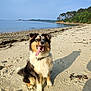 dog, beach, sand, water, trees, sunlight, shadow, tongue_out, happy, canine, nature, outdoor, sky, collar, animal, paw_prints, shoreline, rocks, fur, pet