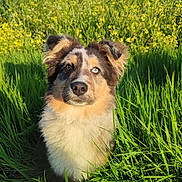 Vany a rejoint le concours — aidez-le/la à gagner de superbes lots ! dog, grass, flowers, yellow_flowers, greenery, outdoor, nature, blue_sky, sunlight, heterochromia, brown_eye, blue_eye, fur, pet, cute, animal, portrait, sitting, canine, summer