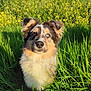 dog, grass, flowers, yellow_flowers, greenery, outdoor, nature, blue_sky, sunlight, heterochromia, brown_eye, blue_eye, fur, pet, cute, animal, portrait, sitting, canine, summer