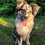 dog, outdoor, grass, sunlight, happy, tongue_out, fur, pet, animal, nature, greenery, sitting, canine, ears, eyes, portrait, playful, summer, daylight, cute