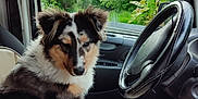 Vany participe au concours pour gagner de l'argent avec cette photo : dog, car_interior, steering_wheel, gear_shift, seat, window, trees, greenery, animal, pet, fur, black_fur, white_fur, brown_fur, sitting, looking_back, vehicle, nature, daylight, indoor