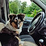 dog, car_interior, steering_wheel, gear_shift, seat, window, trees, greenery, animal, pet, fur, black_fur, white_fur, brown_fur, sitting, looking_back, vehicle, nature, daylight, indoor