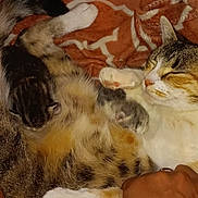 Bebe joined the competition — help win amazing prizes! animal, blanket, cat, comfort, cozy, cute, domestic, fur, hand, indoor, kitten, mother_cat, orange_blanket, paw, pet, resting, sleeping, smartwatch, snuggling, warm