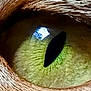 Bebe joined the competition — help win amazing prizes! animal, animal_eye, cat_eye, close_up, closeup, detail, eye_texture, feline, focus, fur, green_iris, macro, mammal, nature, pet, pupil, reflection, sharp, whiskers, wildlife